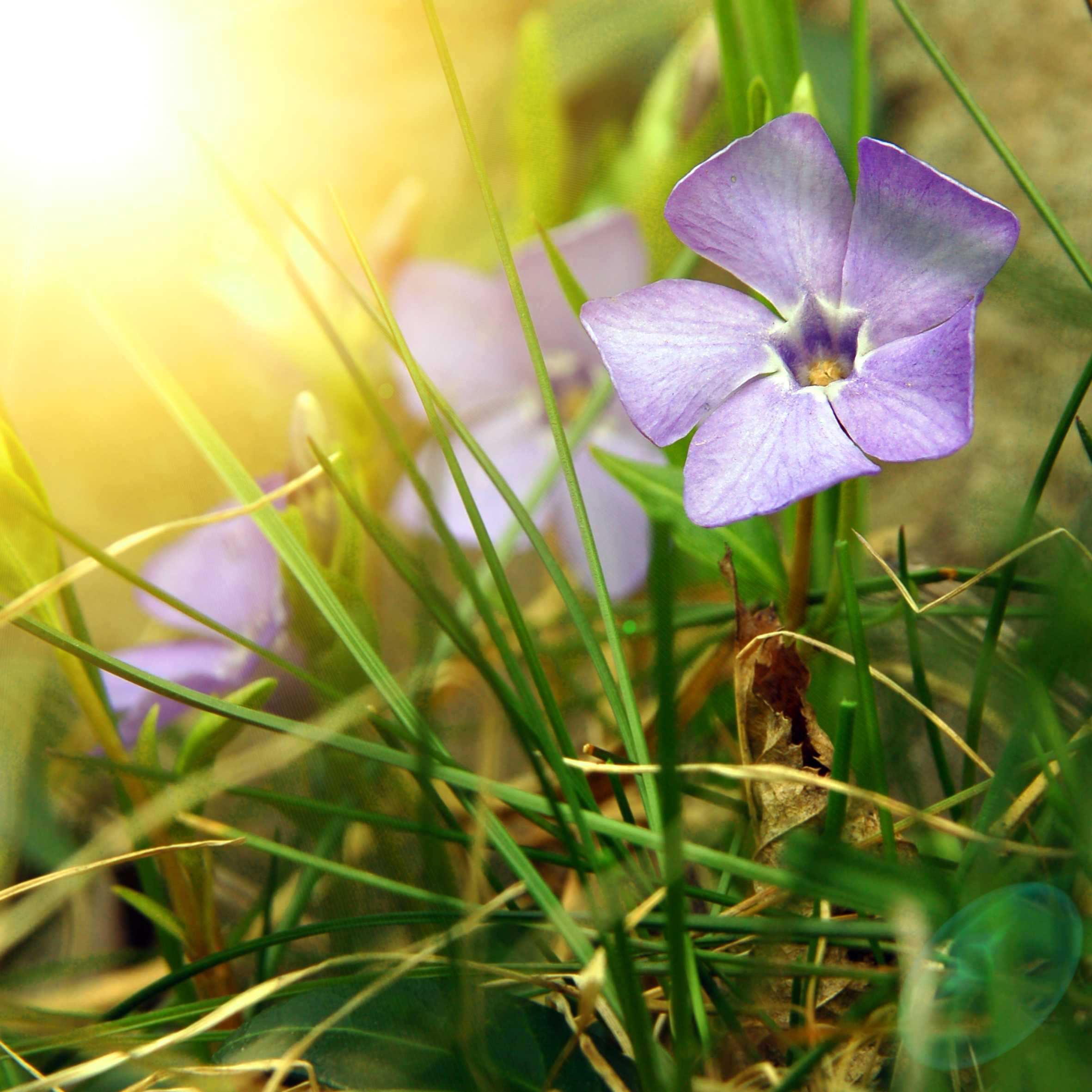 Spring Flower